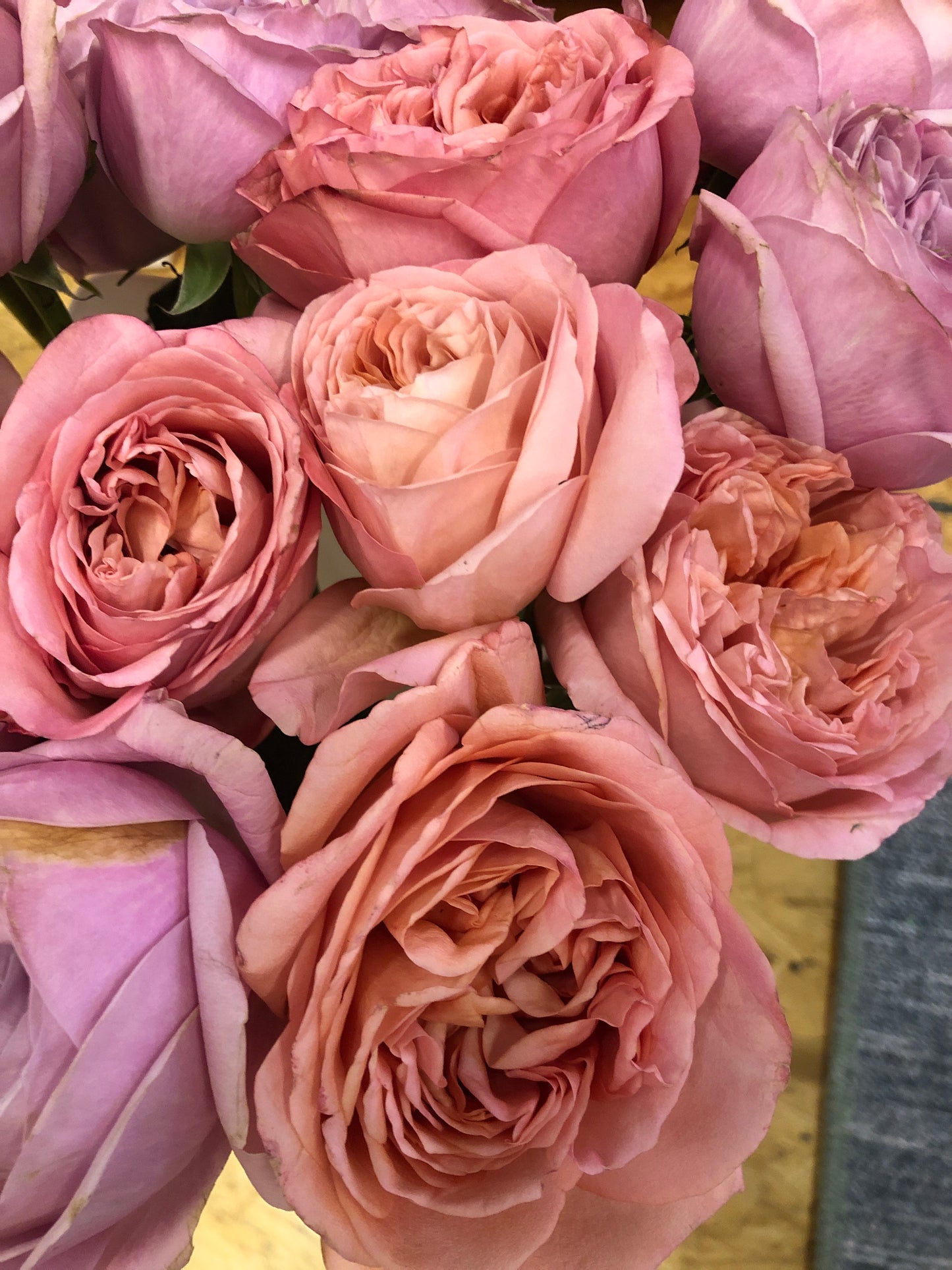 Garden Roses - Bubblegum Pink